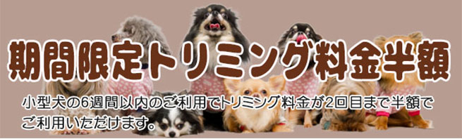期間限定トリミング料半額　小型犬