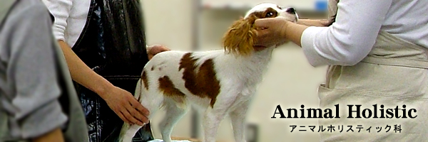 アニマルヒーリングセラピストコース